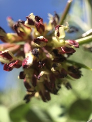 Hosackia crassifolia