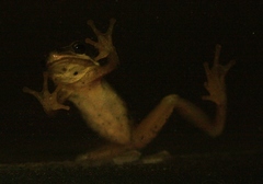 Pelodryadidae