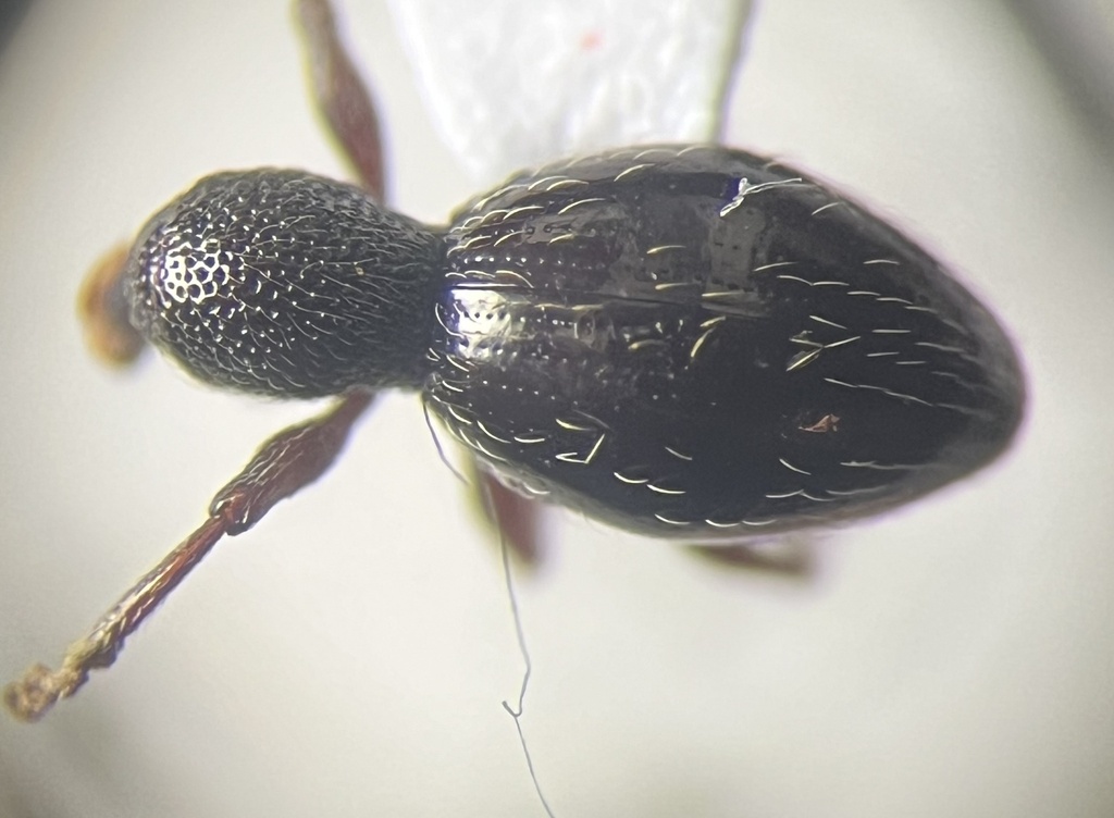 Oopterinus