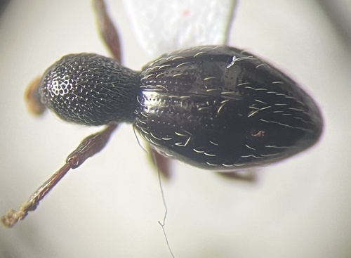Oopterinus