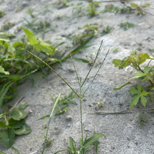 Digitaria radicosa iNat (3)