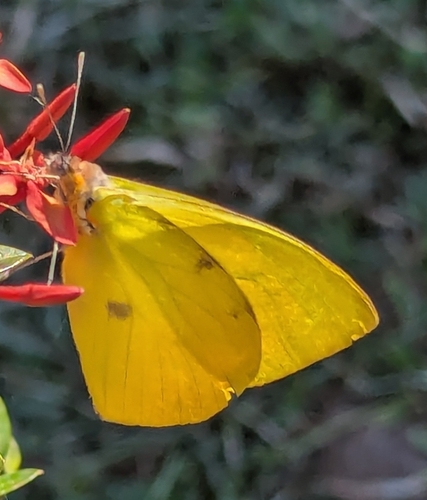 Mariposa garabato naranja