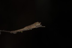 Calumma nasutum