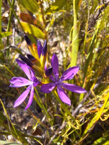 Image of Thereianthus bracteolatus by (c) Adele SL, some rights reserved (CC BY)