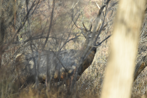 Central Asian Red Deer