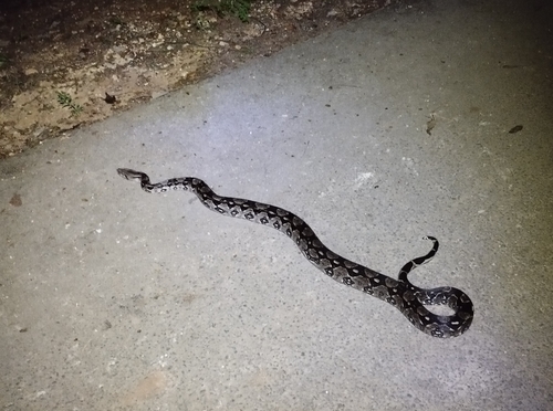 Mazacuata