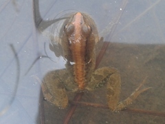 Phrynobatrachus acridoides