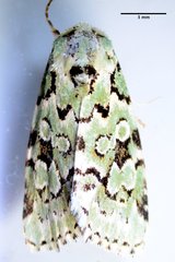 Bryolymnia viridata