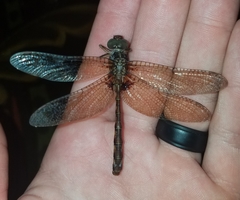 Neurocordulia yamaskanensis