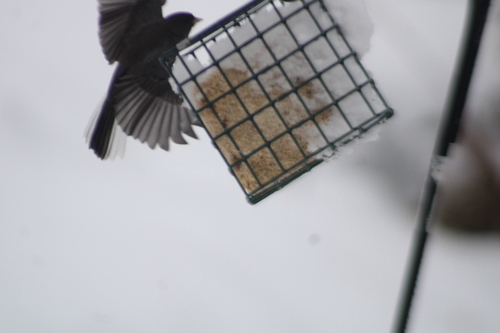 Dark-eyed Junco photographed in Maine