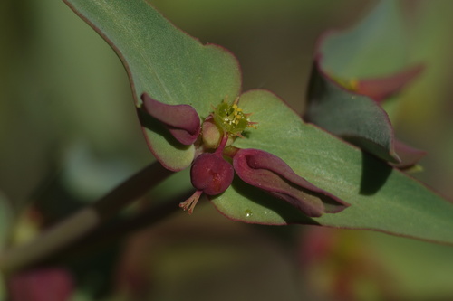 Euphorbia dracunculoides ssp. inconspicua