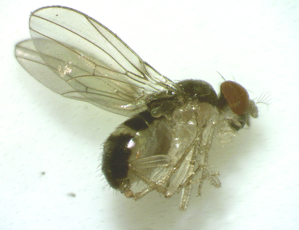 Hirtodrosophila thoracis