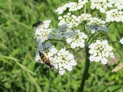 Strangalia attenuata