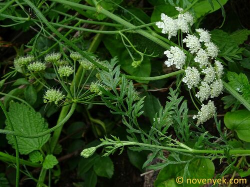 Eastern Hedge-parsley (Torilis ucranica)