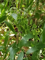 Chasmanthium latifolium