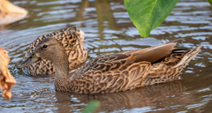 Hawaiian Duck photo 2