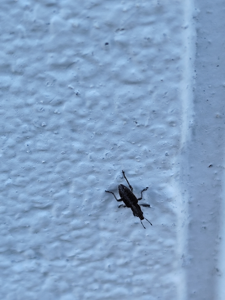 Charagmus intermedius