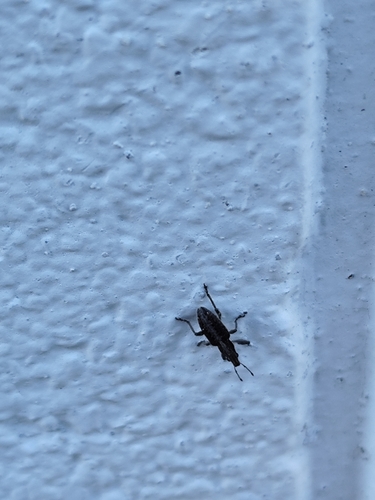 Charagmus intermedius