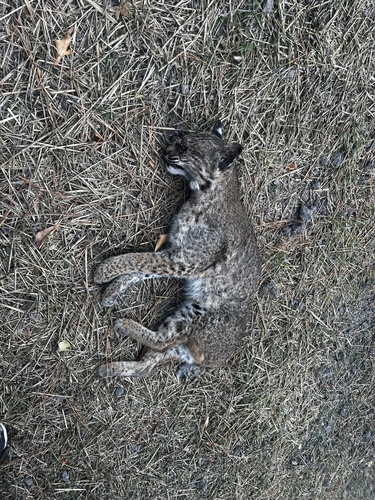Bobcat photographed in North Carolina