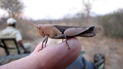 Oxycatantops adustus