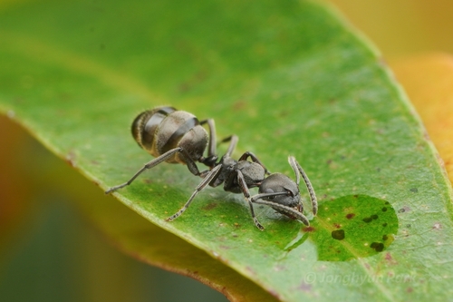 Camponotus stefanschoedliCamponotus stefanschoedli