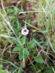 Phyla nodiflora