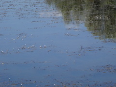 Ranunculus aquatilis