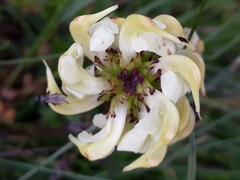 Pedicularis tuberosa