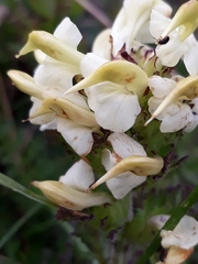 Pedicularis tuberosa