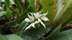 Prosthechea