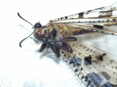 Palpares libelluloides