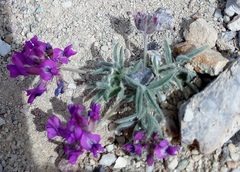 Oxytropis pumila