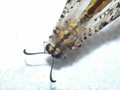 Palpares libelluloides