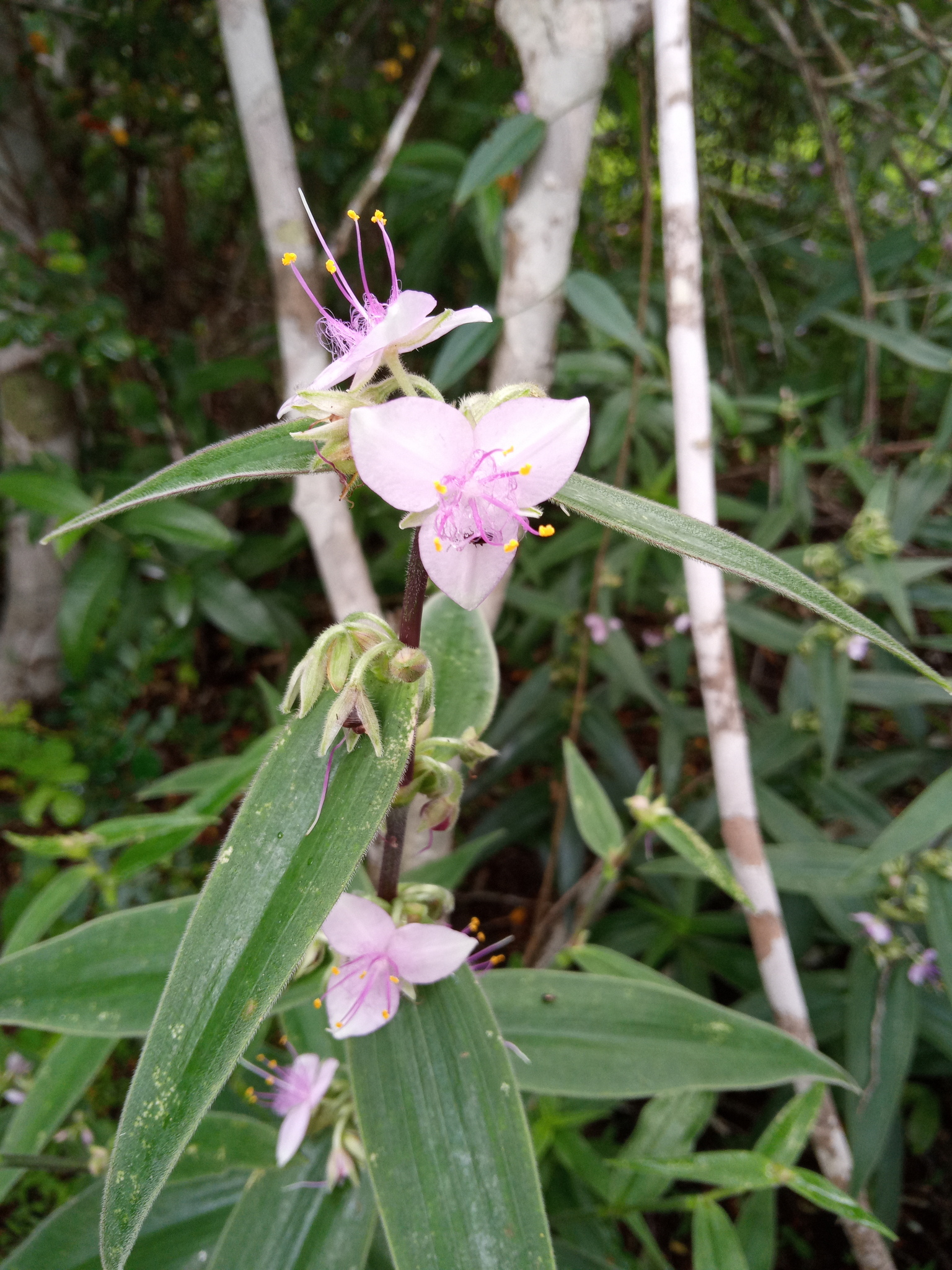 Tradescantia ambigua