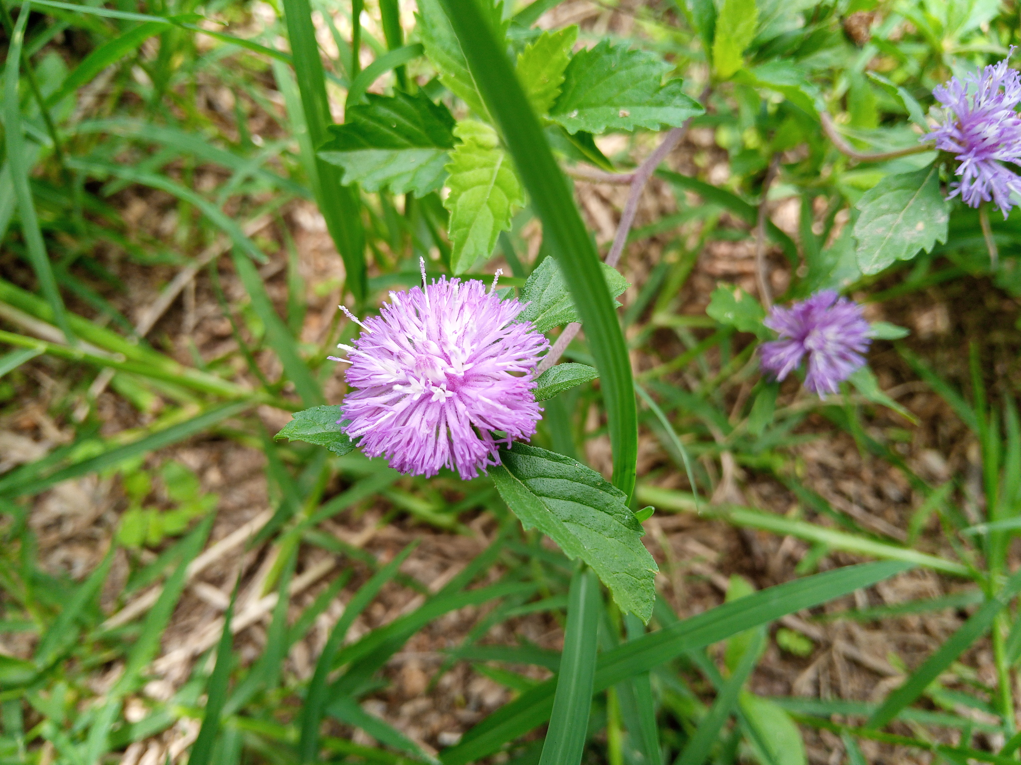 Centratherum punctatum