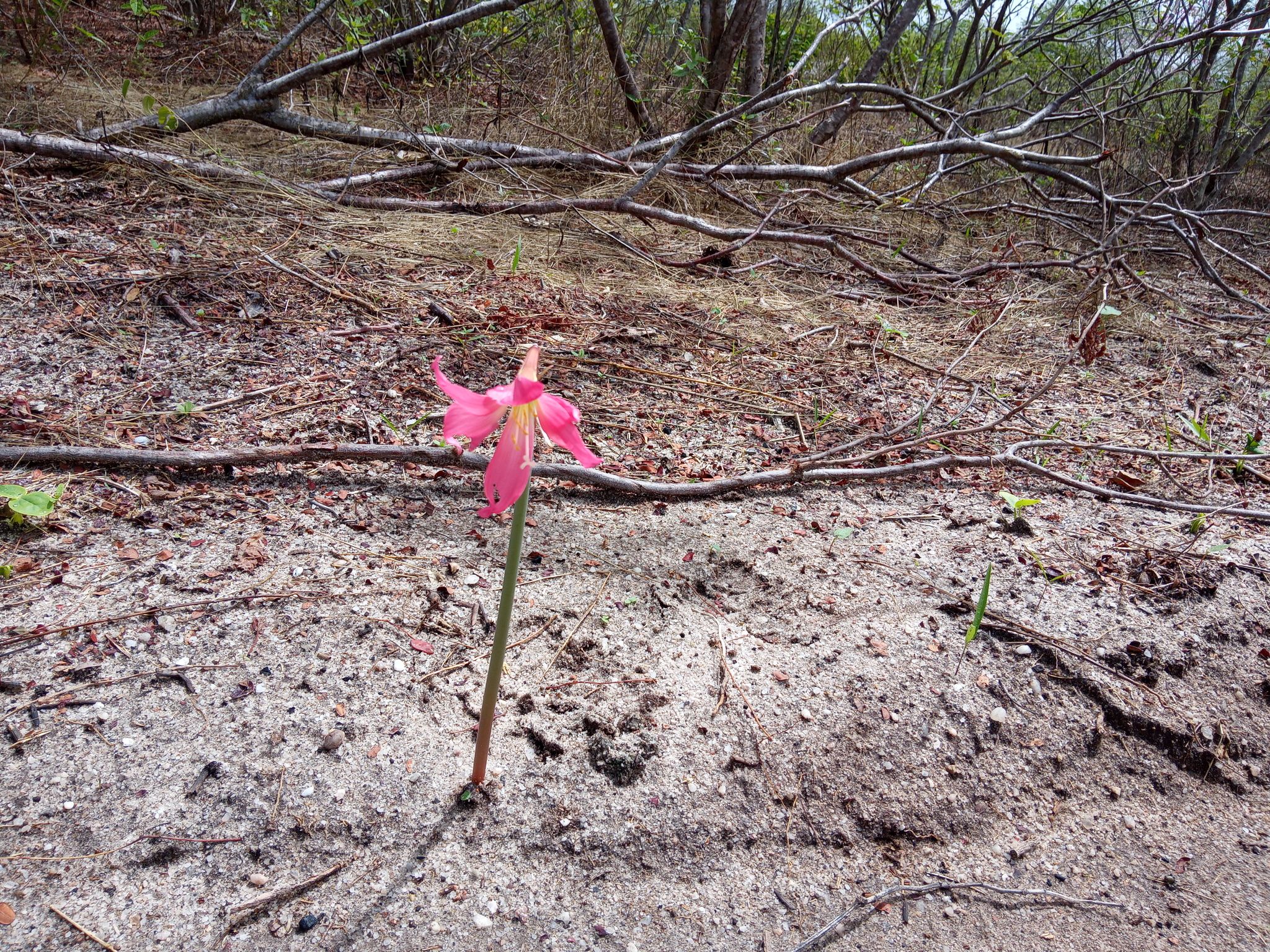 Zephyranthes sylvatica
