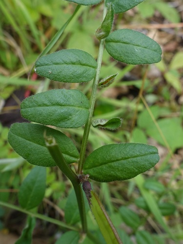 Dasineura viciae