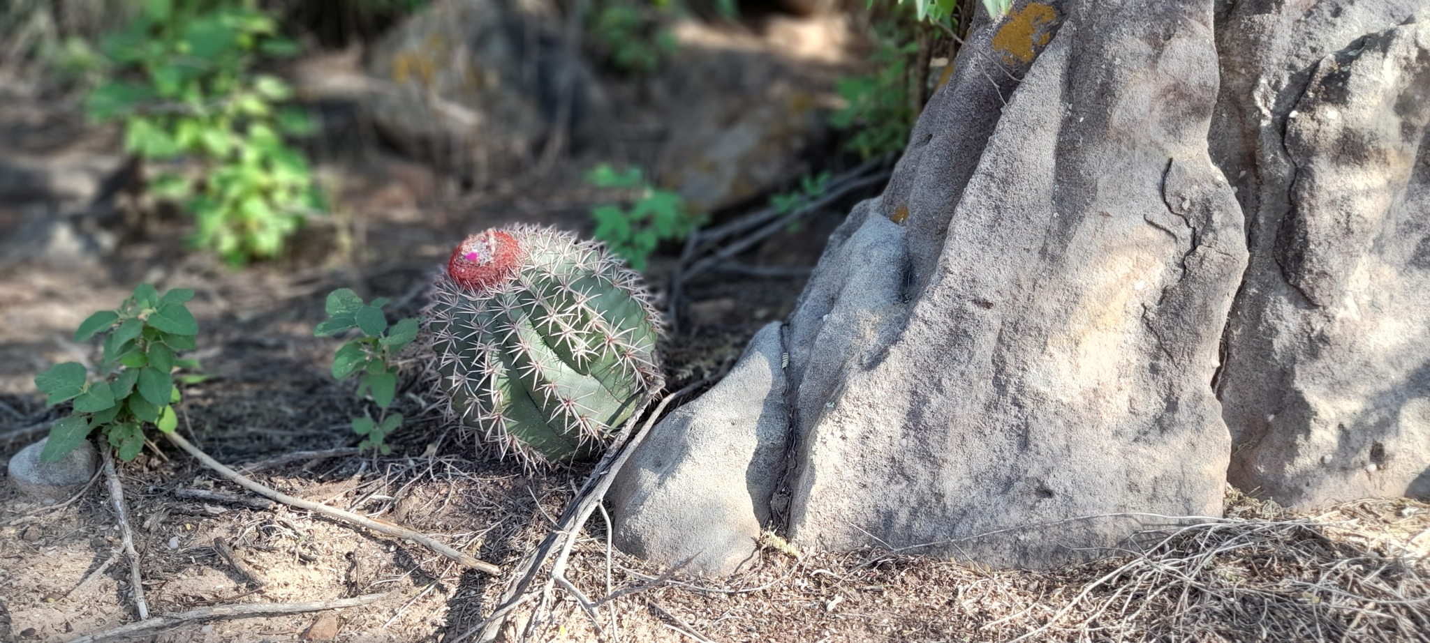 Melocactus zehntneri