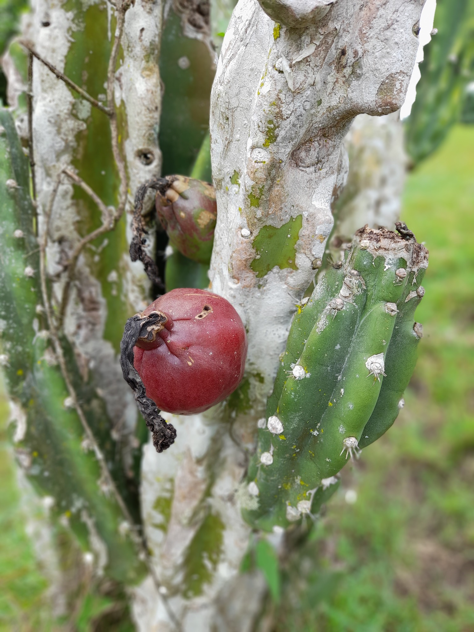 Cereus jamacaru