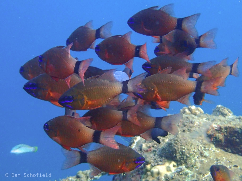 Ring-tailed Cardinalfish