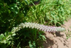 Veronica plantaginea