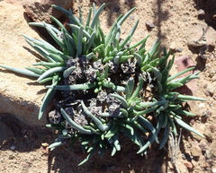 Marlothistella stenophylla