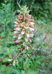 Pedicularis procera
