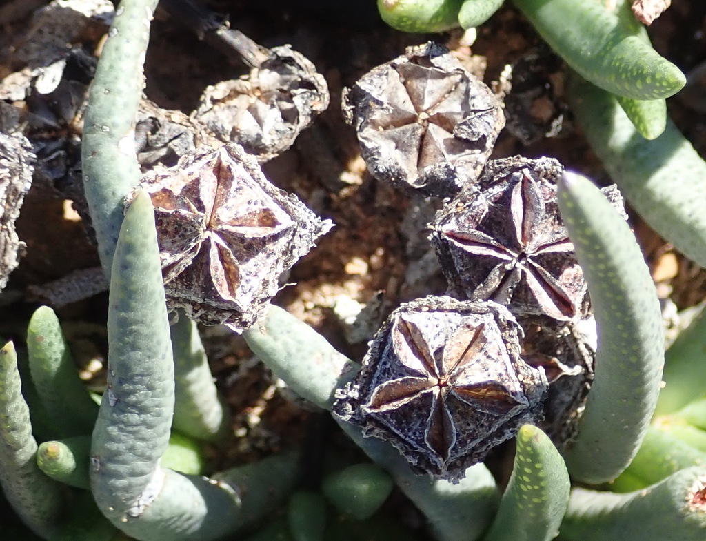 Ruschia stenophylla (L. Bolus) L. Bolus ex Fourc.