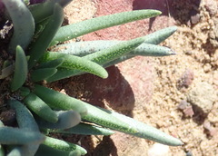 Marlothistella stenophylla