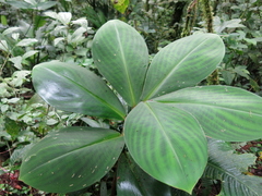 Costus malortieanus