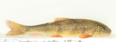 Catostomus occidentalis