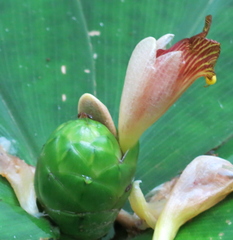 Costus malortieanus