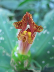 Costus malortieanus