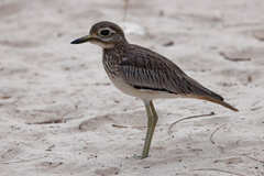 Senegal Thick-Knee photo 2